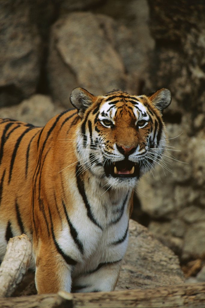 Detail of Bengal Tiger Snarling by Anonymous