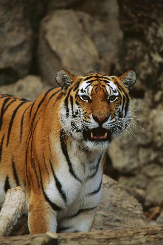 Detail of Bengal Tiger Snarling by Corbis