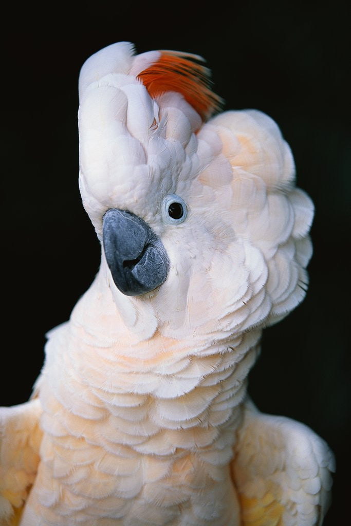 Detail of Cockatoo Displaying Crest by Anonymous