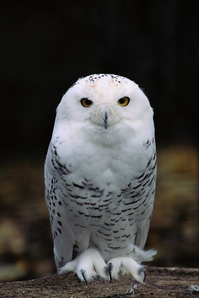 Detail of Snowy Owl by Anonymous