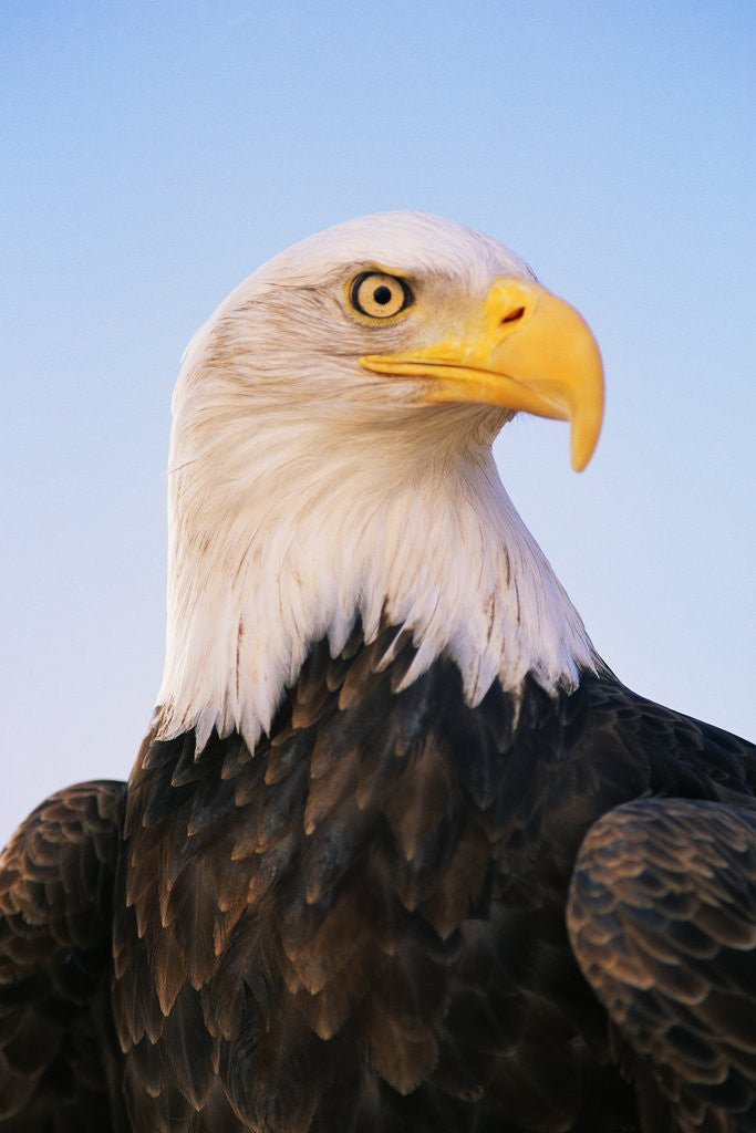 Detail of Bald Eagle by Corbis