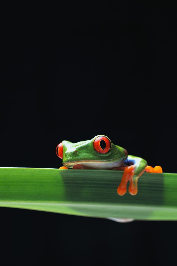 Detail of Red-Eyed Tree Frog by Anonymous