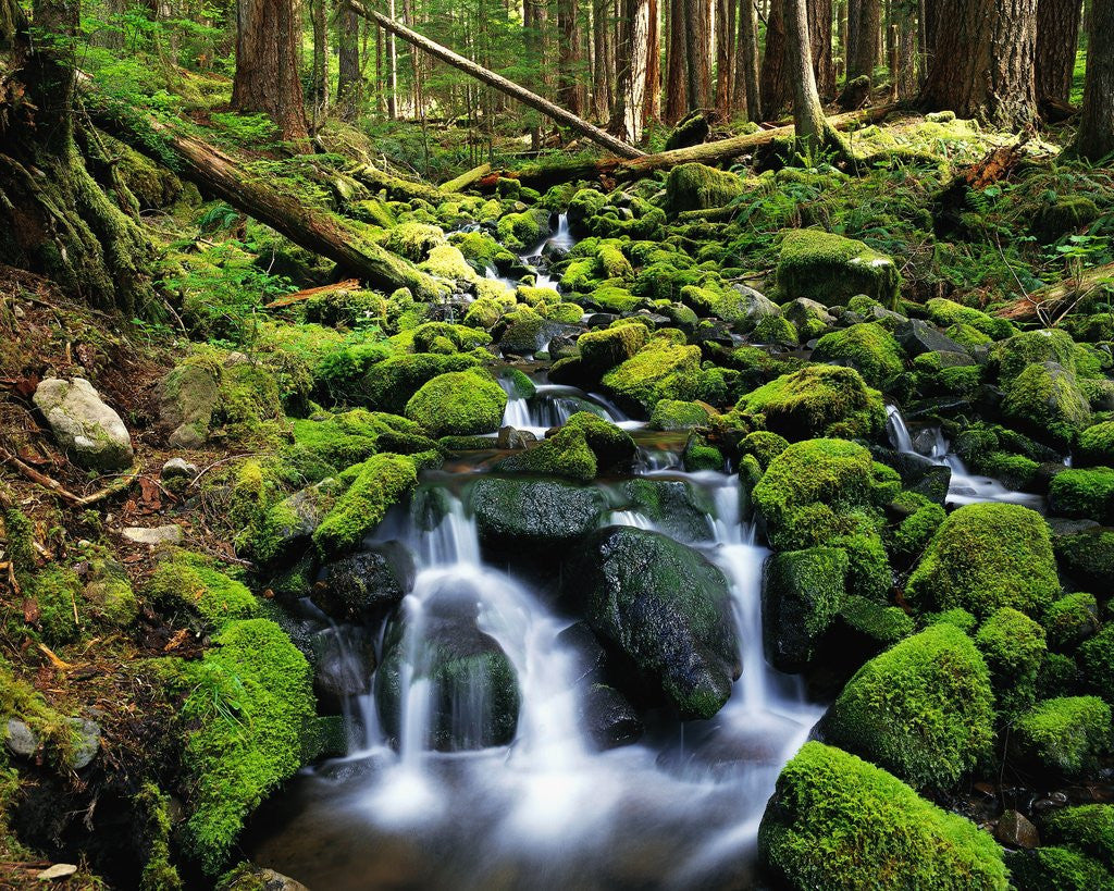 Detail of River Winding Between Mossy Rocks by Anonymous