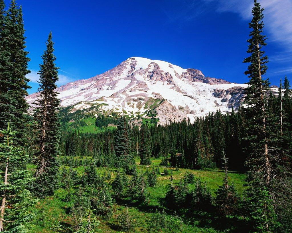 Detail of Mount Rainier Beyond Forest by Anonymous