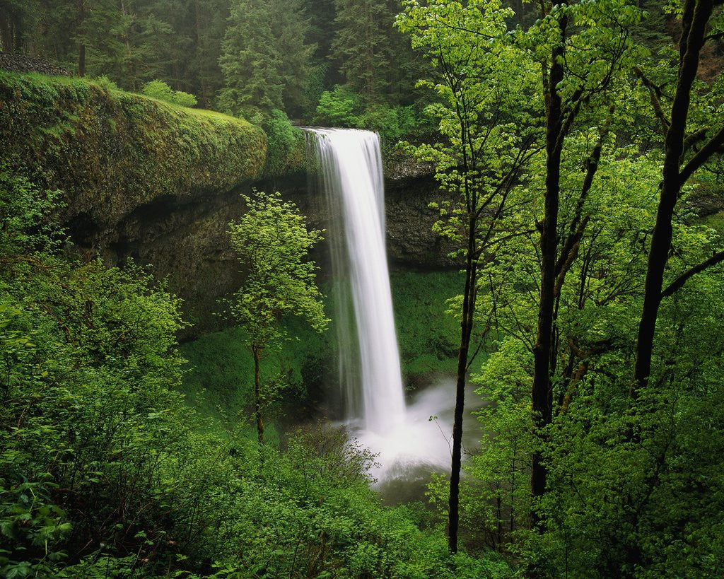 Detail of Waterfall Surrounded by Vegetation by Anonymous