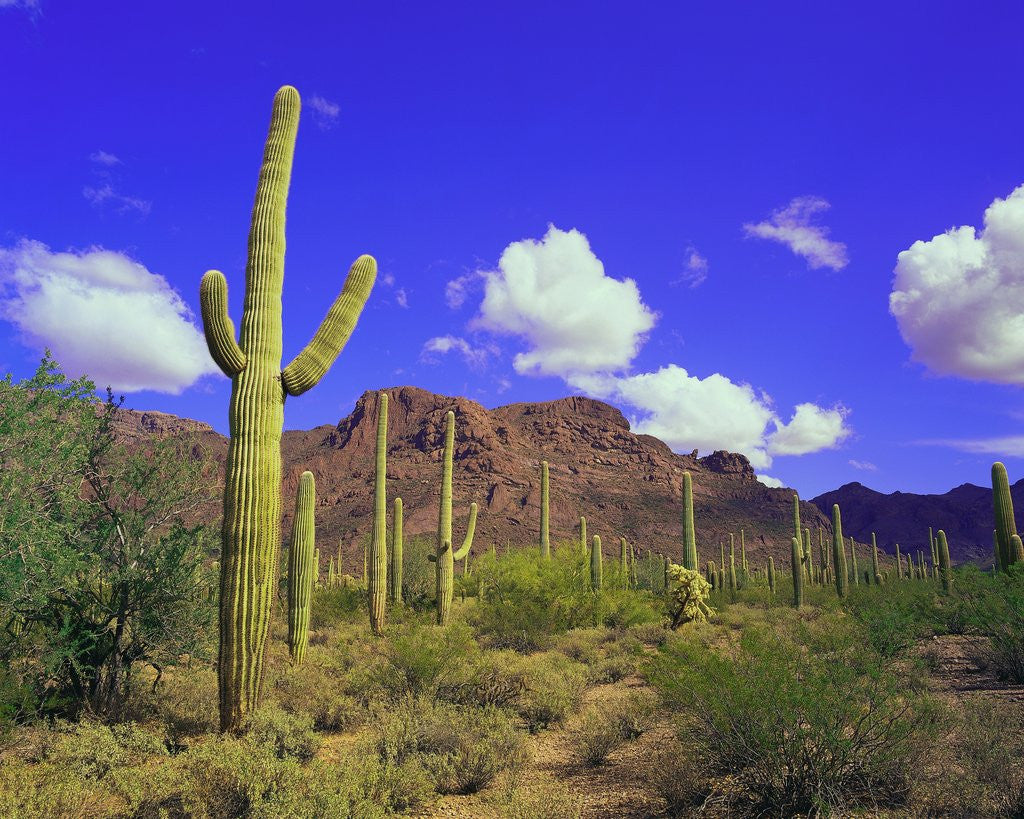 Detail of Forest of Cactus by Anonymous