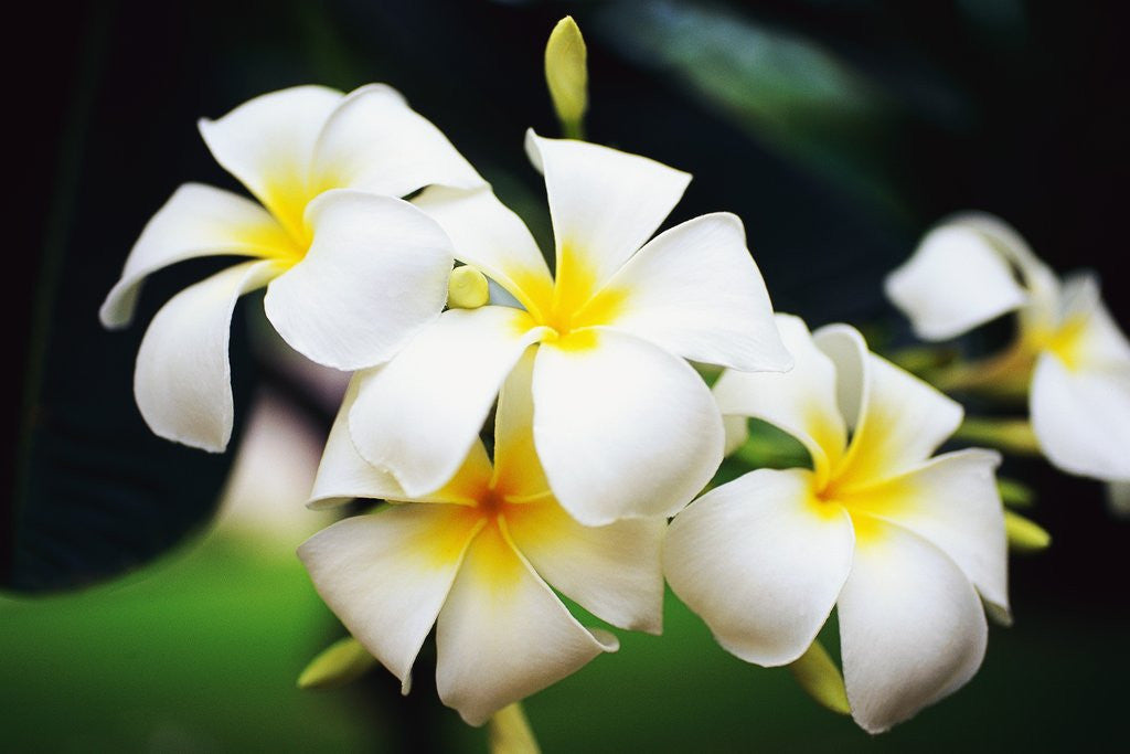Detail of Frangipani Flowers by Anonymous