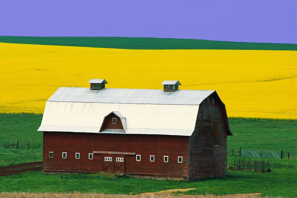 Detail of Rape Field and Barn by Anonymous