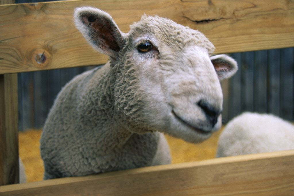 Detail of Sheep Poking Head Through Fence by Corbis