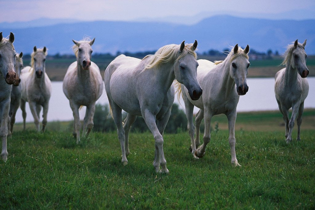 Detail of Arabian Horses Walking in Pasture by Anonymous