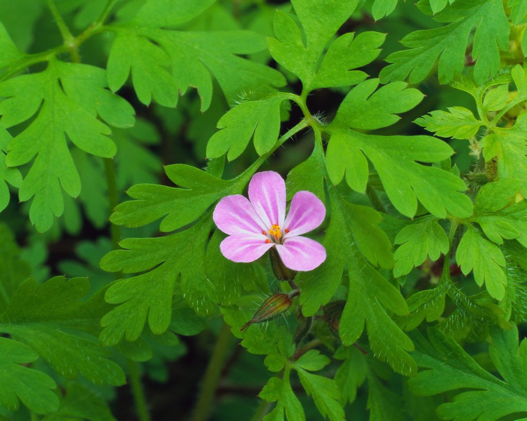 Detail of Pink Flower Blooming by Anonymous