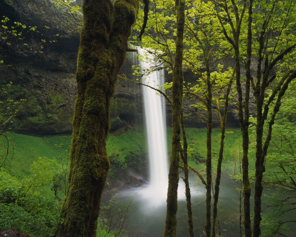 Detail of Waterfall Behind Trees by Anonymous