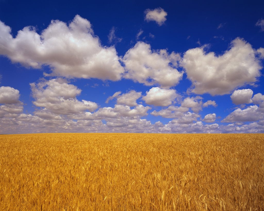 Wheat Field by Corbis