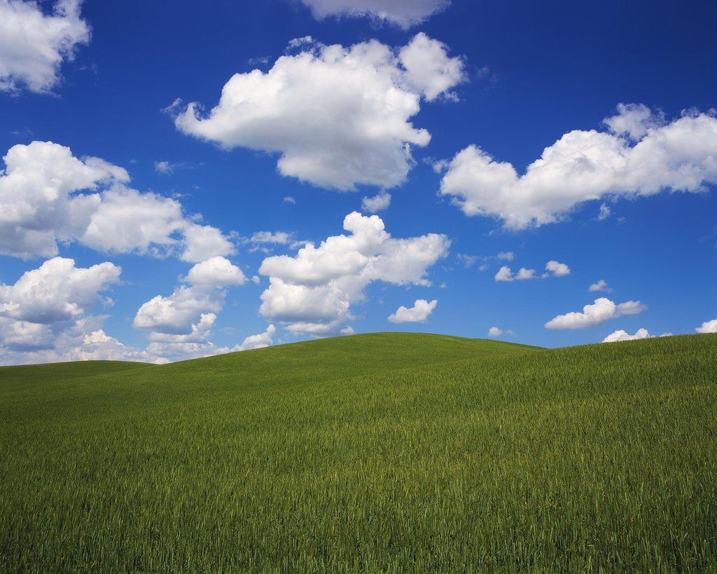 Detail of Field of Green under Scattered Clouds by Anonymous