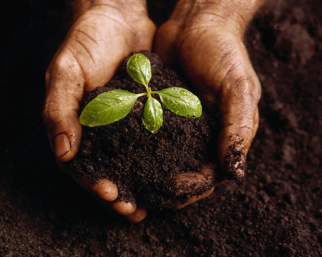 Detail of Hands Holding a Seedling and Soil by Corbis