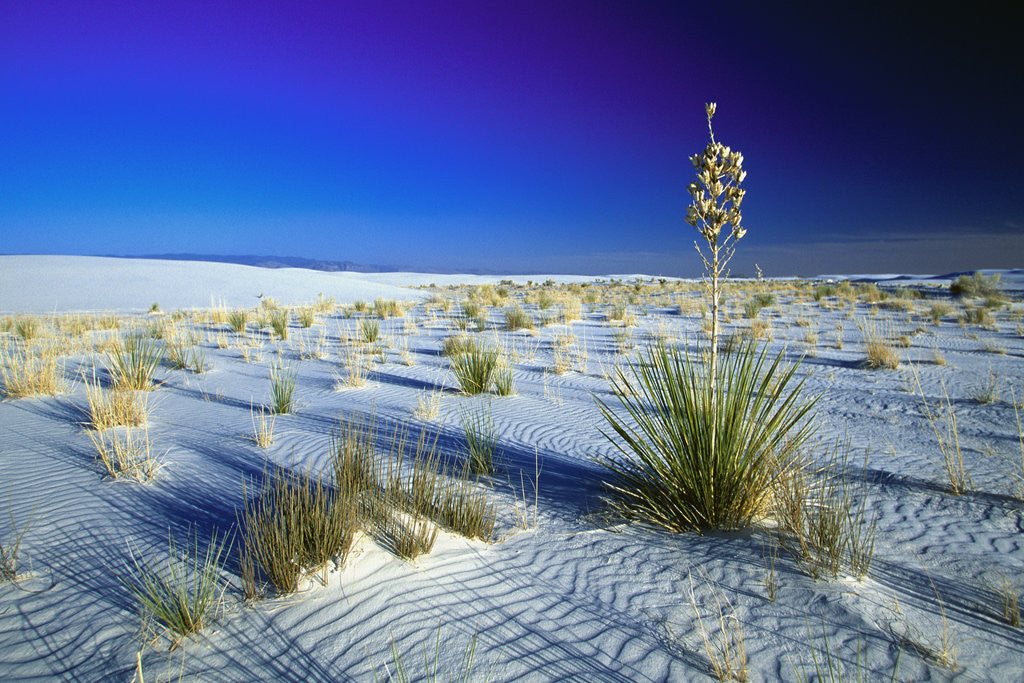Detail of Desert Plants Growing in White Sand by Anonymous