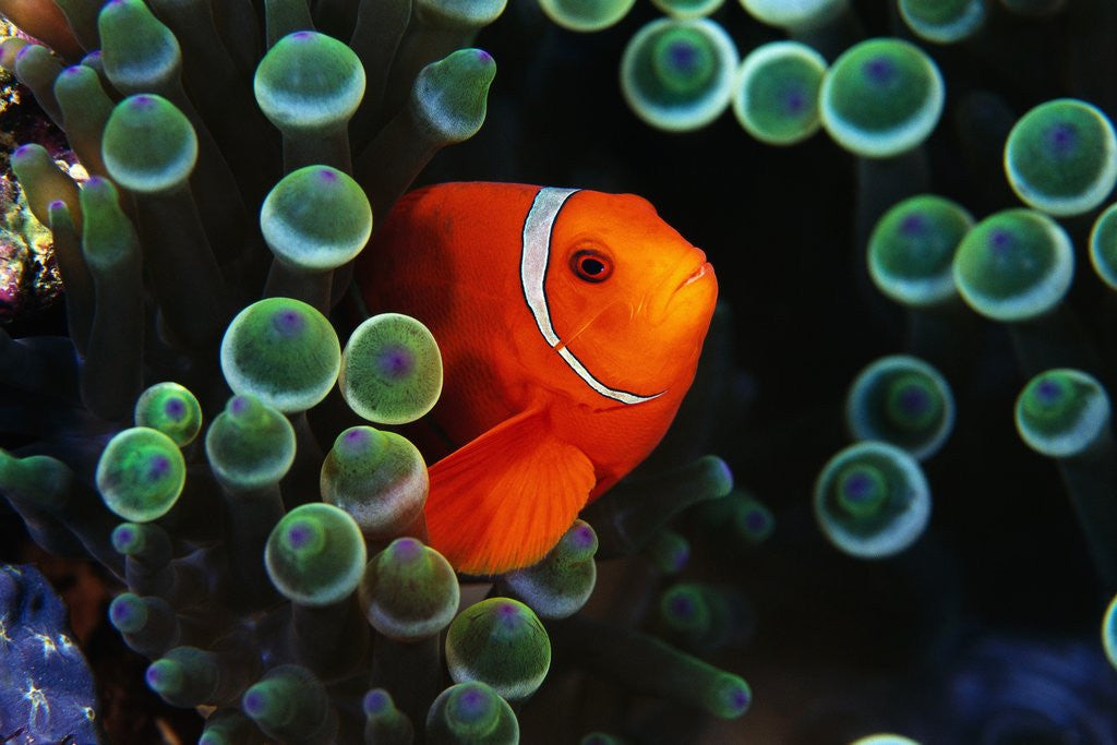 Detail of Spine-Cheek Anemonefish and Sea Anemone by Anonymous