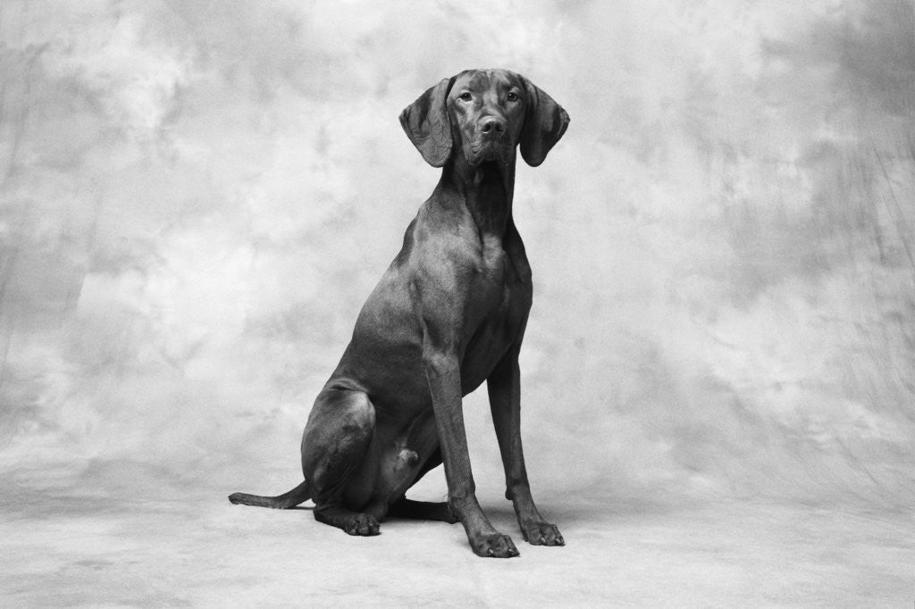 Detail of Sitting Dog by Anonymous
