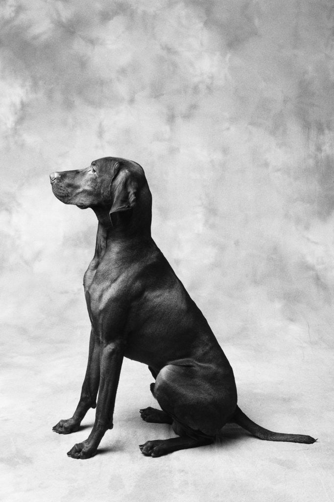 Detail of Sitting Dog by Anonymous