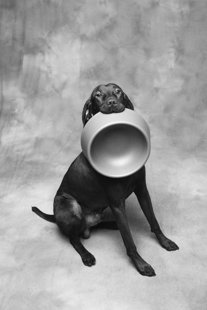 Detail of Dog Carrying Food Bowl by Corbis