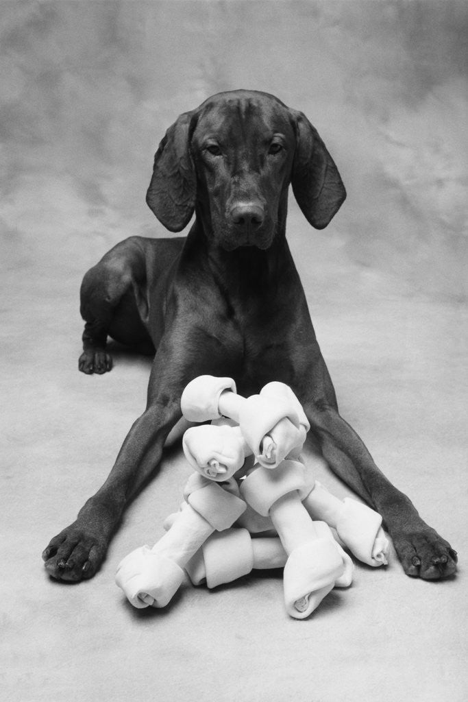 Detail of Dog with Pile of Bones by Anonymous