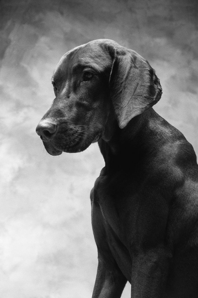Detail of Solemn Dog by Anonymous