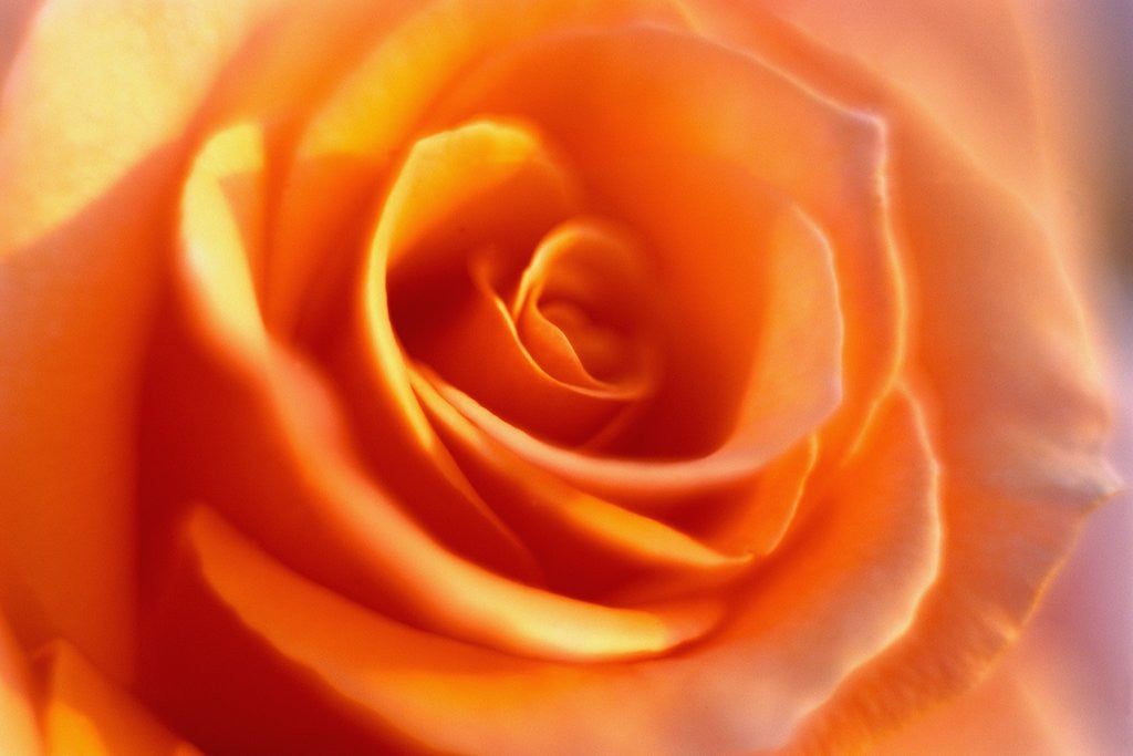 Detail of Peach Rose by Corbis