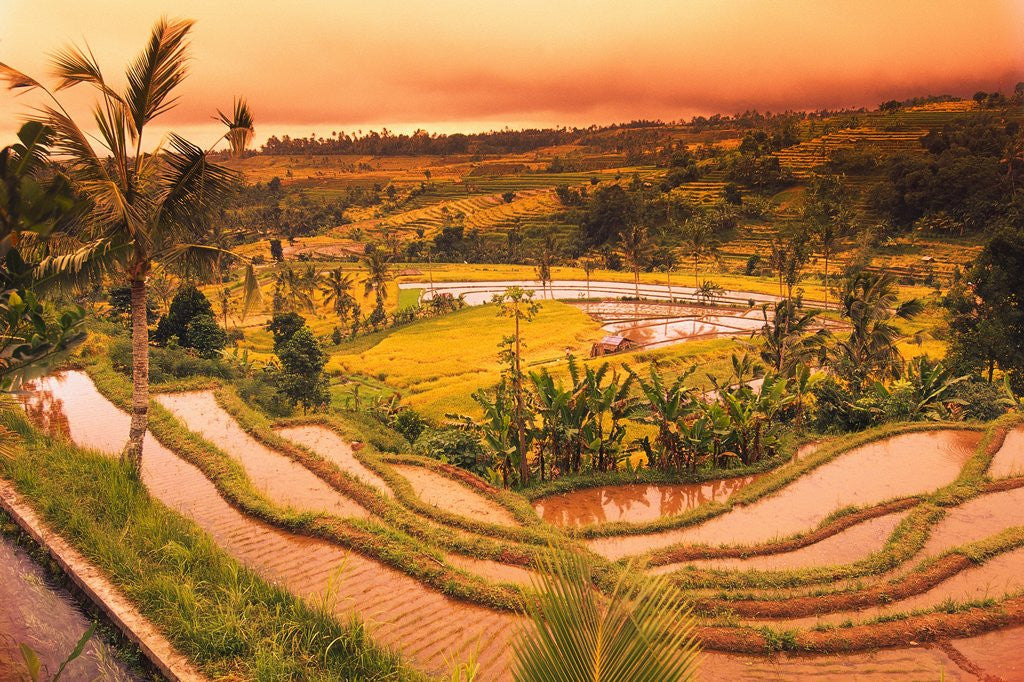 Detail of Terraces of Rice Fields by Anonymous