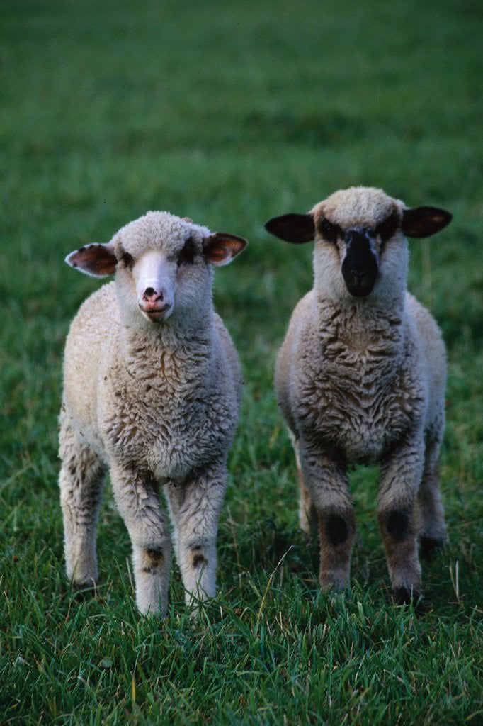 Detail of Lambs in the Grass by Corbis