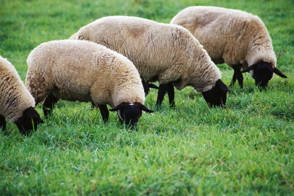 Detail of Sheep Grazing by Anonymous