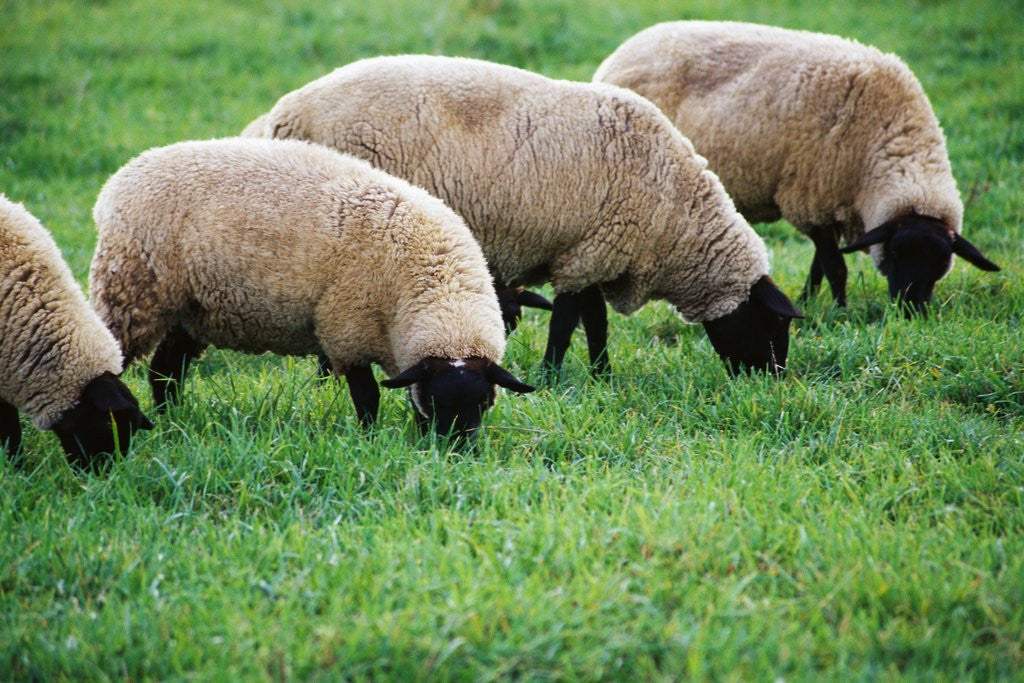 Detail of Sheep Grazing by Corbis