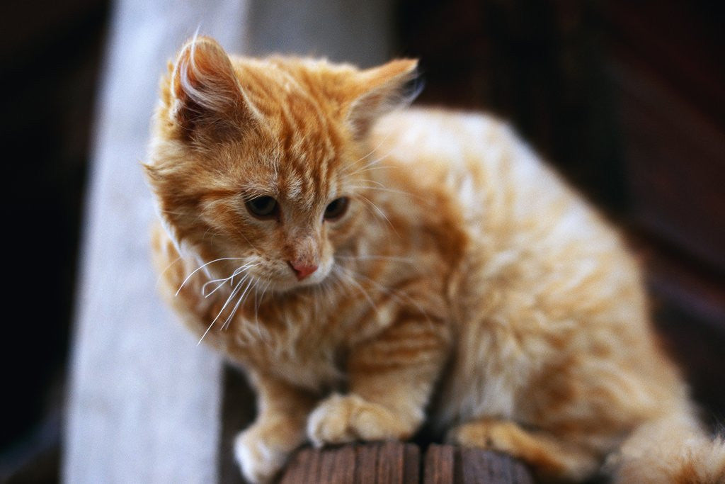 Detail of Cat Crouching on a Post by Anonymous