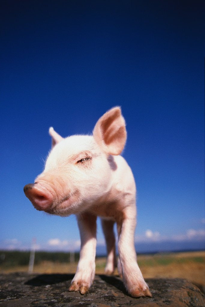 Detail of Piglet by Anonymous