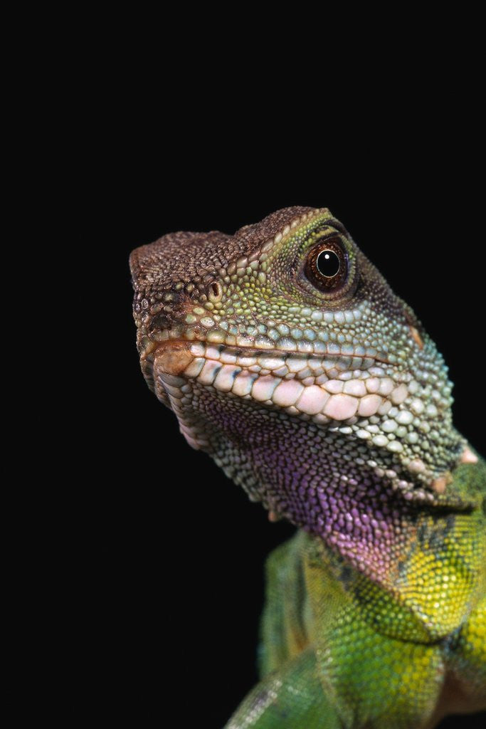 Detail of Green Water Dragon by Corbis