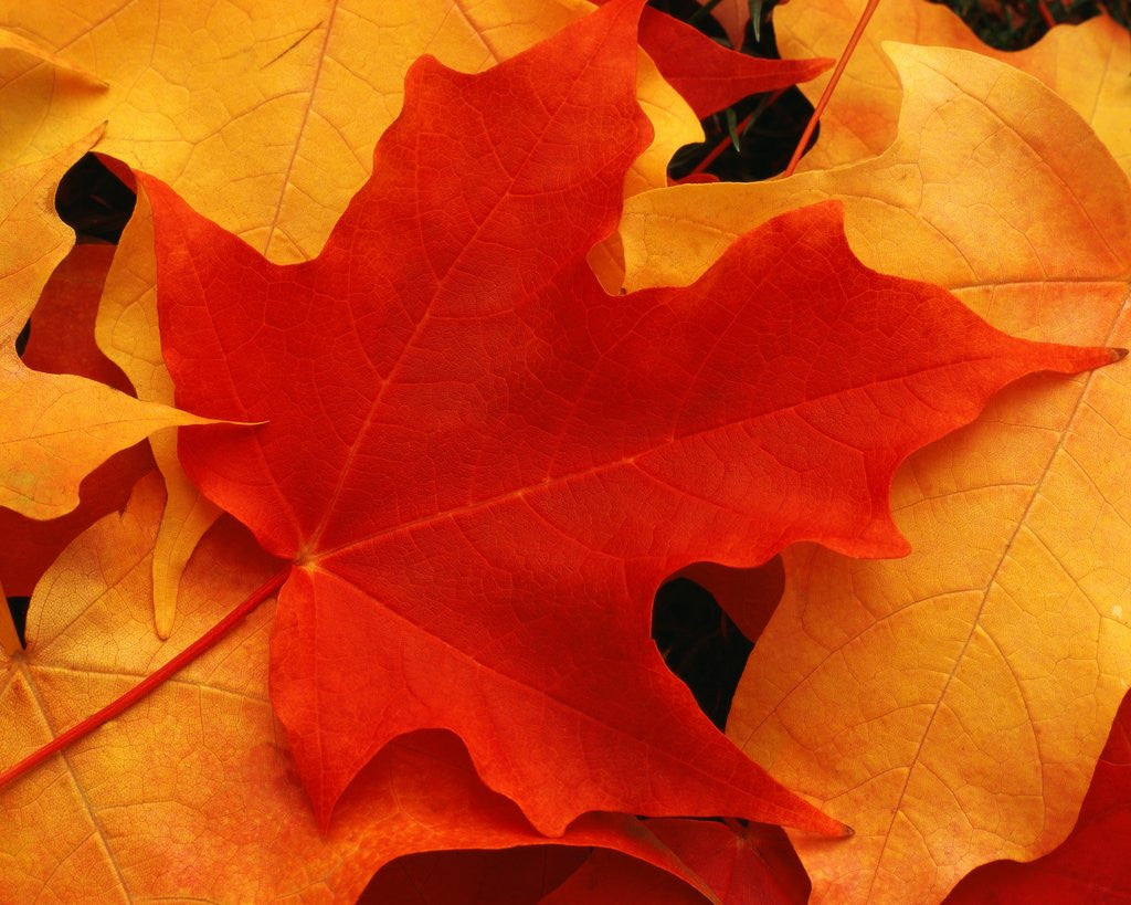 Detail of Red and Yellow Maple Leaves by Anonymous