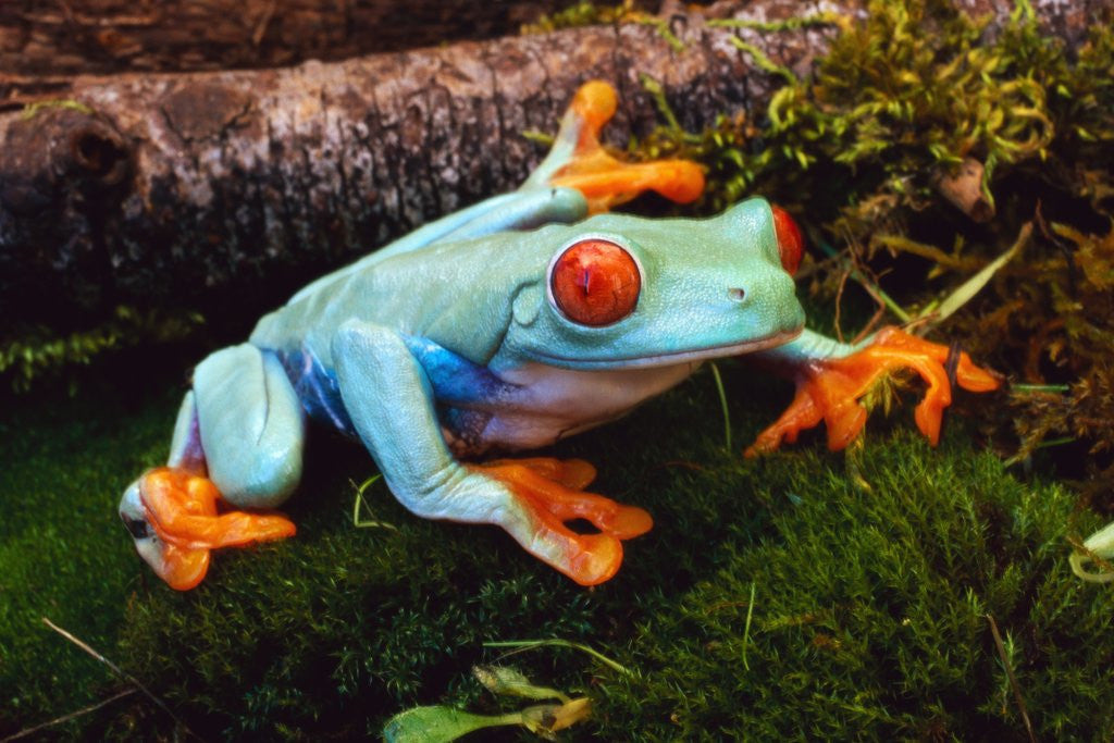 Detail of Red-eyed Treefrog by Anonymous