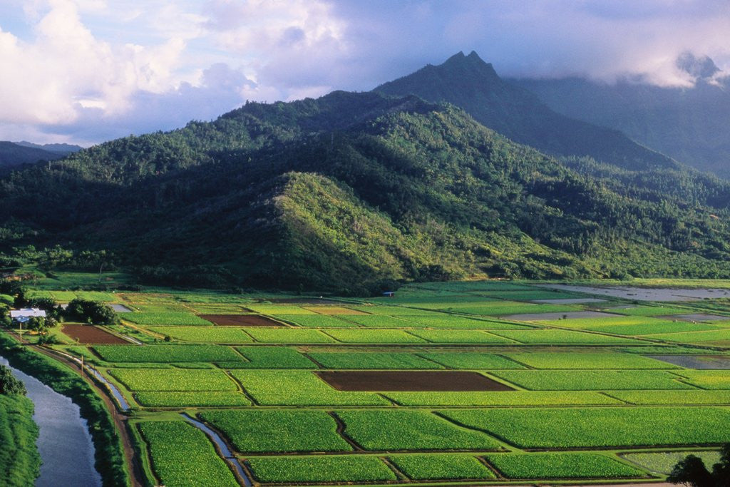 Detail of Taro Fields in Valley on Kauai by Anonymous