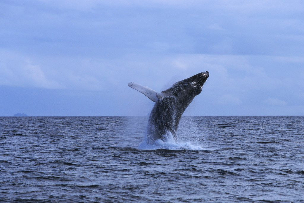 Detail of Humpback Whale Breaching by Corbis