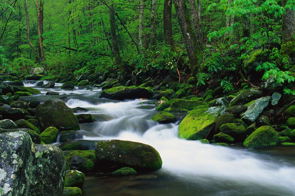 Detail of Stream in Forest by Anonymous