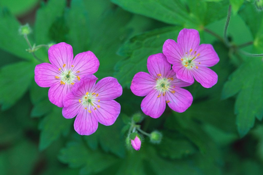 Detail of Wild Geranium Flowers by Anonymous