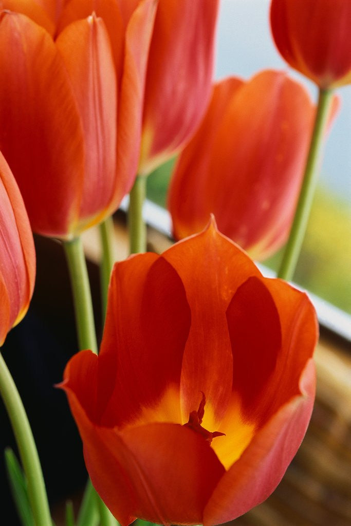 Detail of Red Tulips by Anonymous