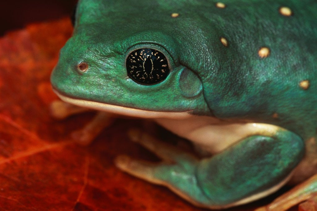 Detail of Tree Frog by Anonymous