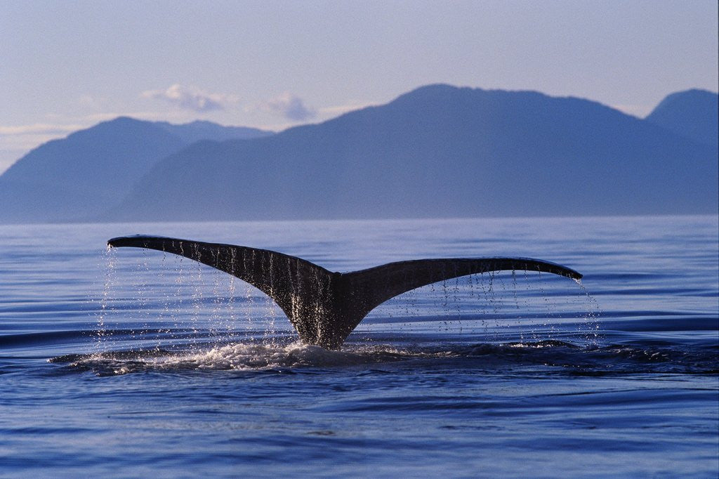 Detail of Humpback Whale Diving by Anonymous