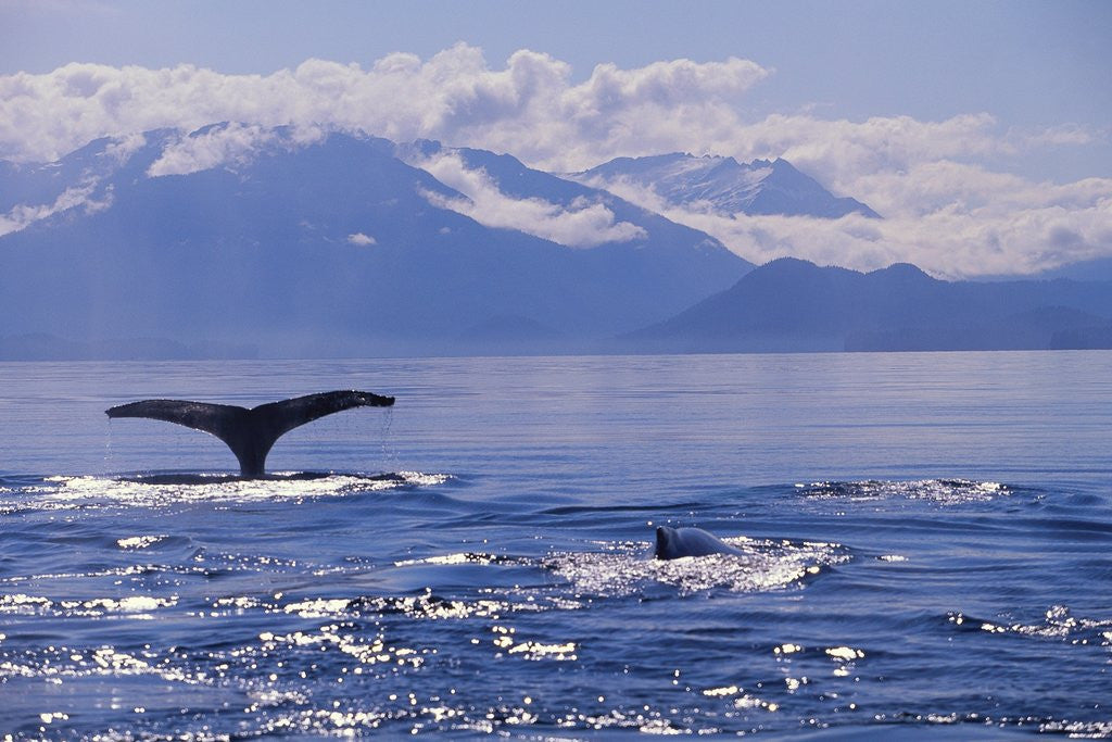 Detail of Tail of a Humpback Whale in Frederick Sound by Anonymous