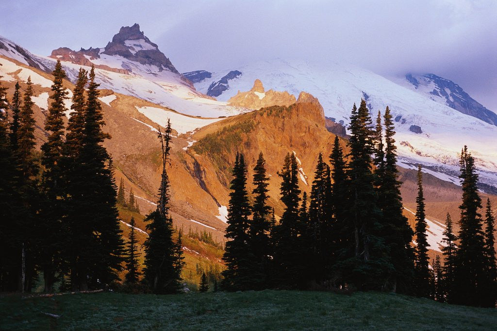 Detail of Mount Rainier and Evergreens by Anonymous