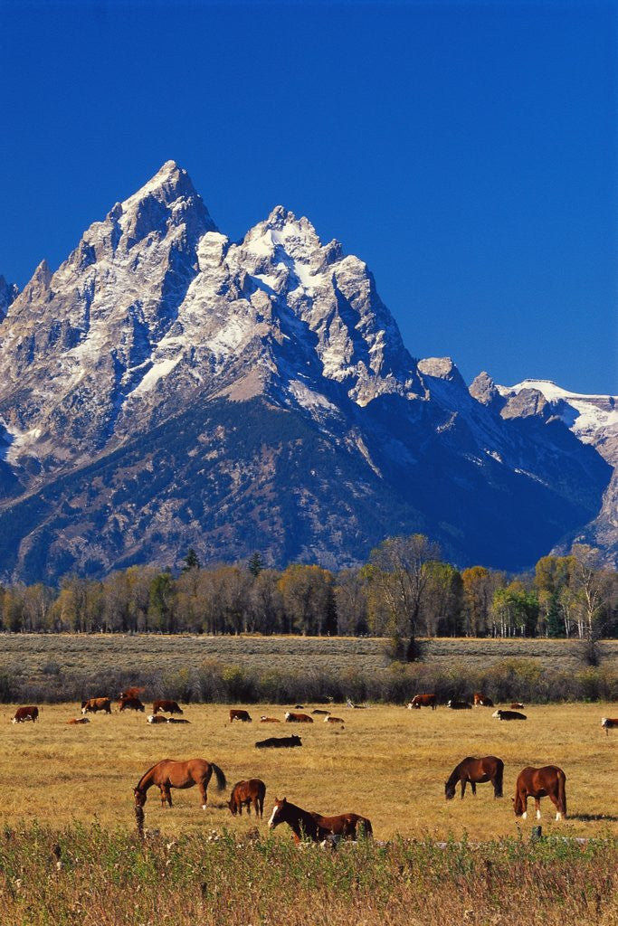Detail of Horses Grazing near Teton Range by Anonymous