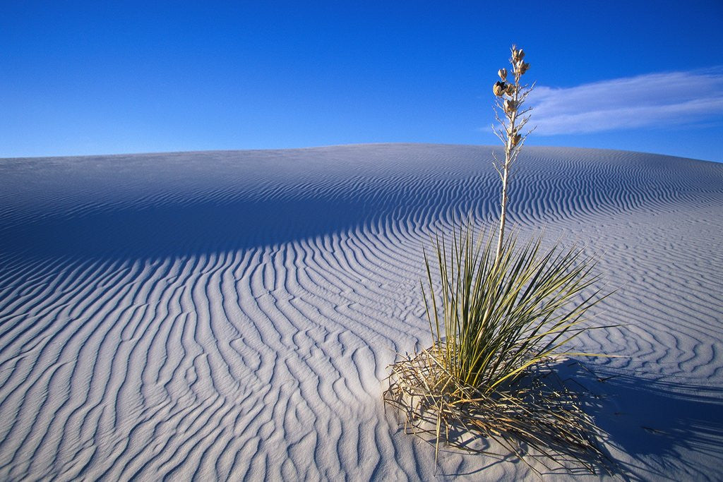 Detail of Soaptree Yucca Plant on Sand Dune by Anonymous
