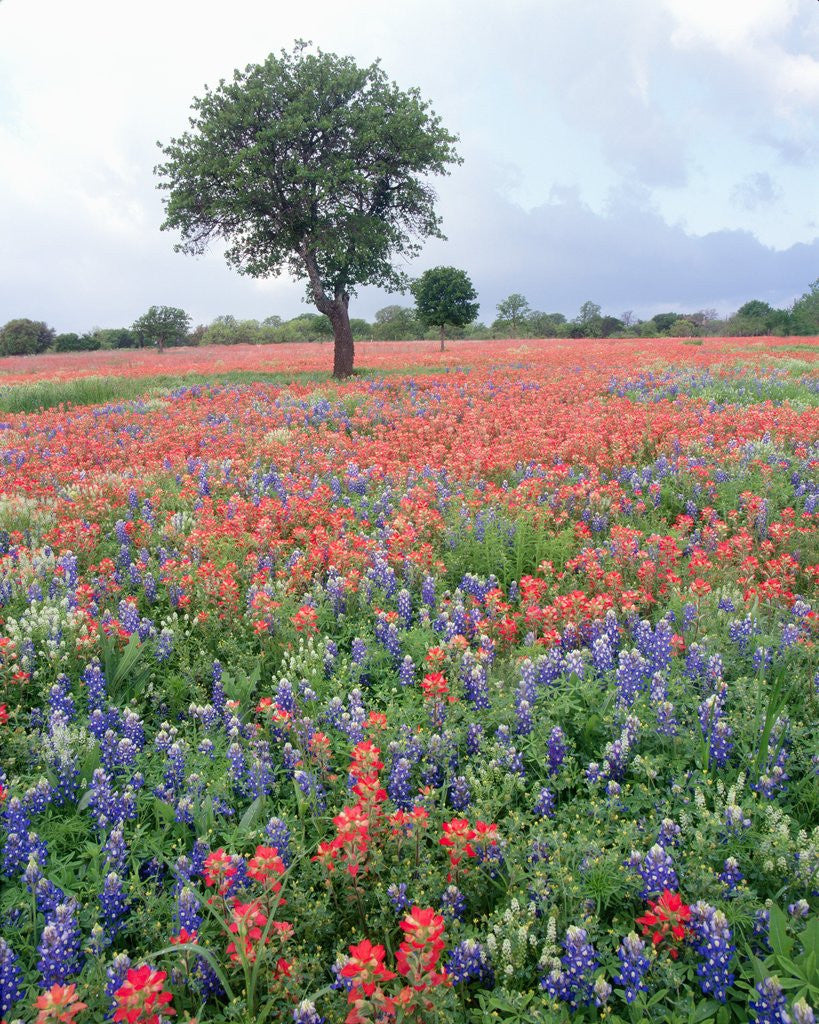 Detail of Field of Red and Blue Flowers by Anonymous