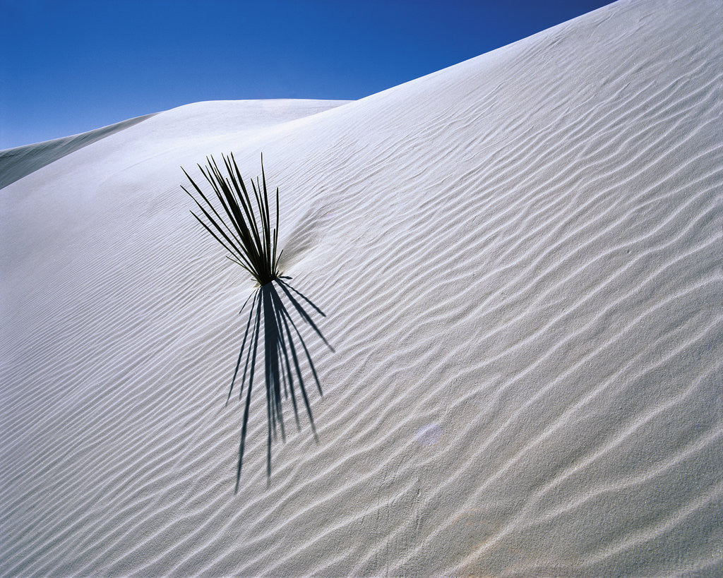 Detail of Plant Growing in Sand Dune by Anonymous
