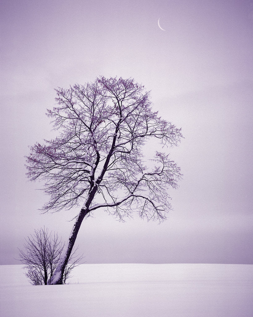 Detail of Lone Tree in Snow by Anonymous